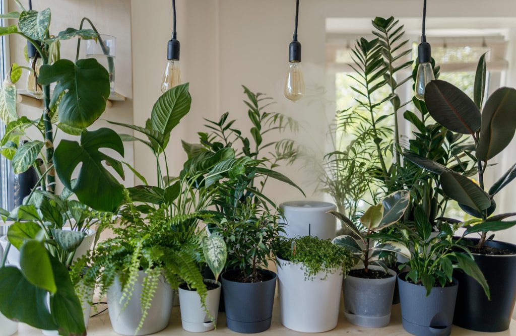 Plantas em vasos dentro de casa