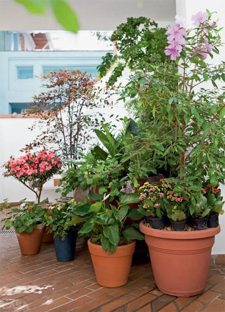 No arranjo de vasos do lado oposto, uma junção de plantas de jardim de vó: antúrios brancos, calâncoes, árvore-da-felicidade.