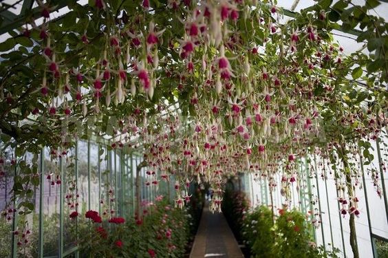 Estufas e telhados de vidro podem se transformar em jardins floridos suspensos, embelezando o caminho.