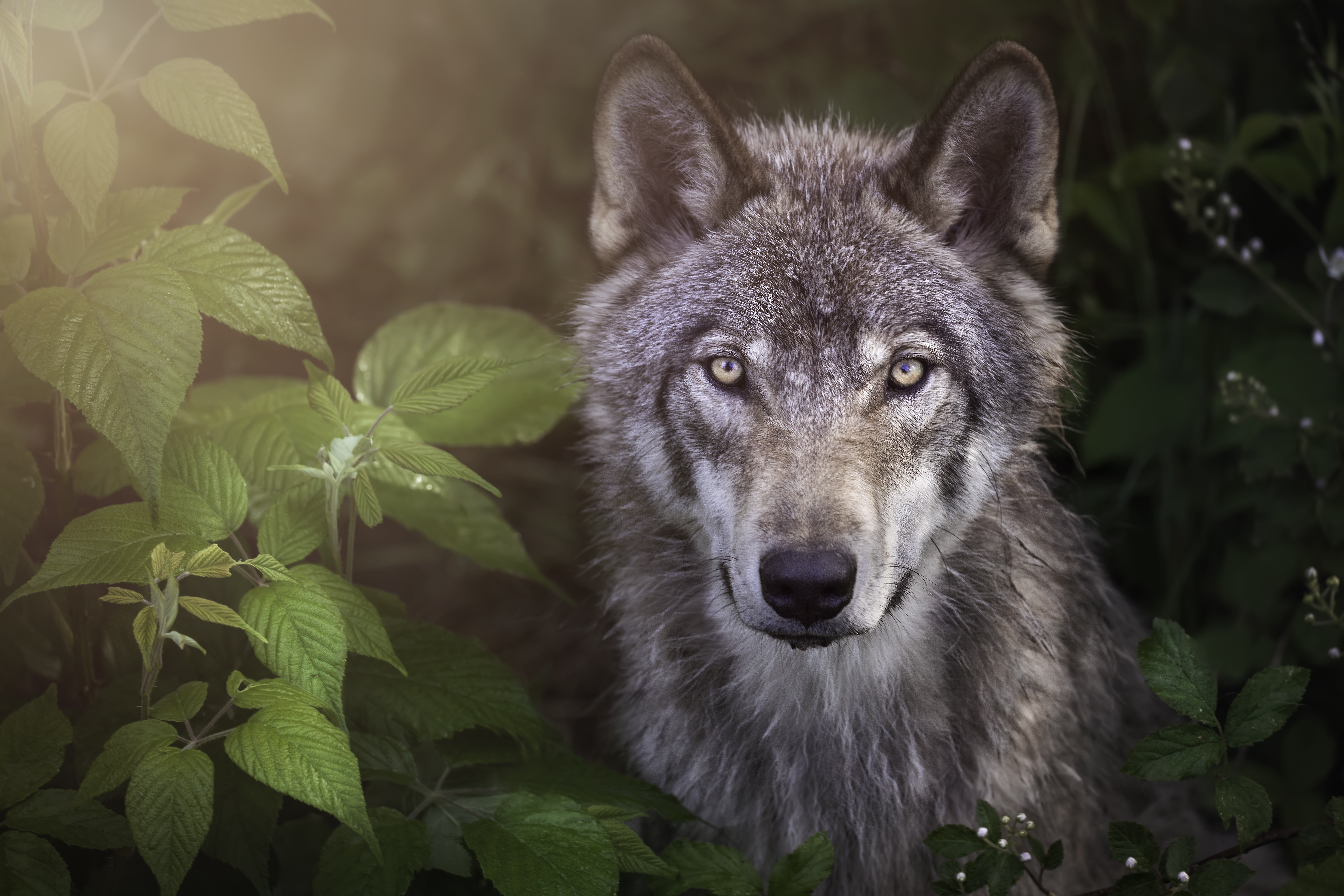 O que explica a ascensão meteórica de “Mulheres que Correm com os Lobos” |  CLAUDIA