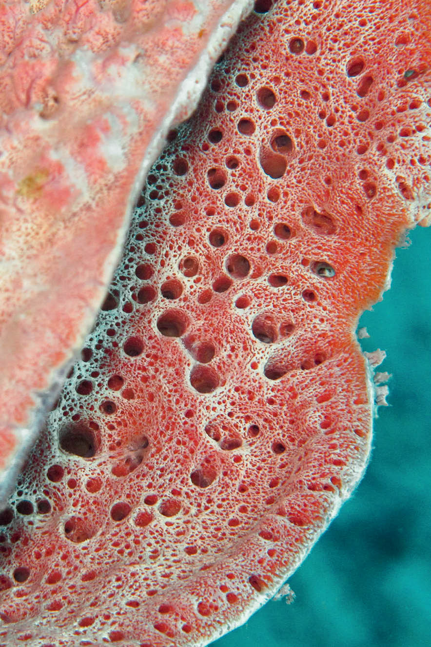 SAUDE ESPONJA Esponja