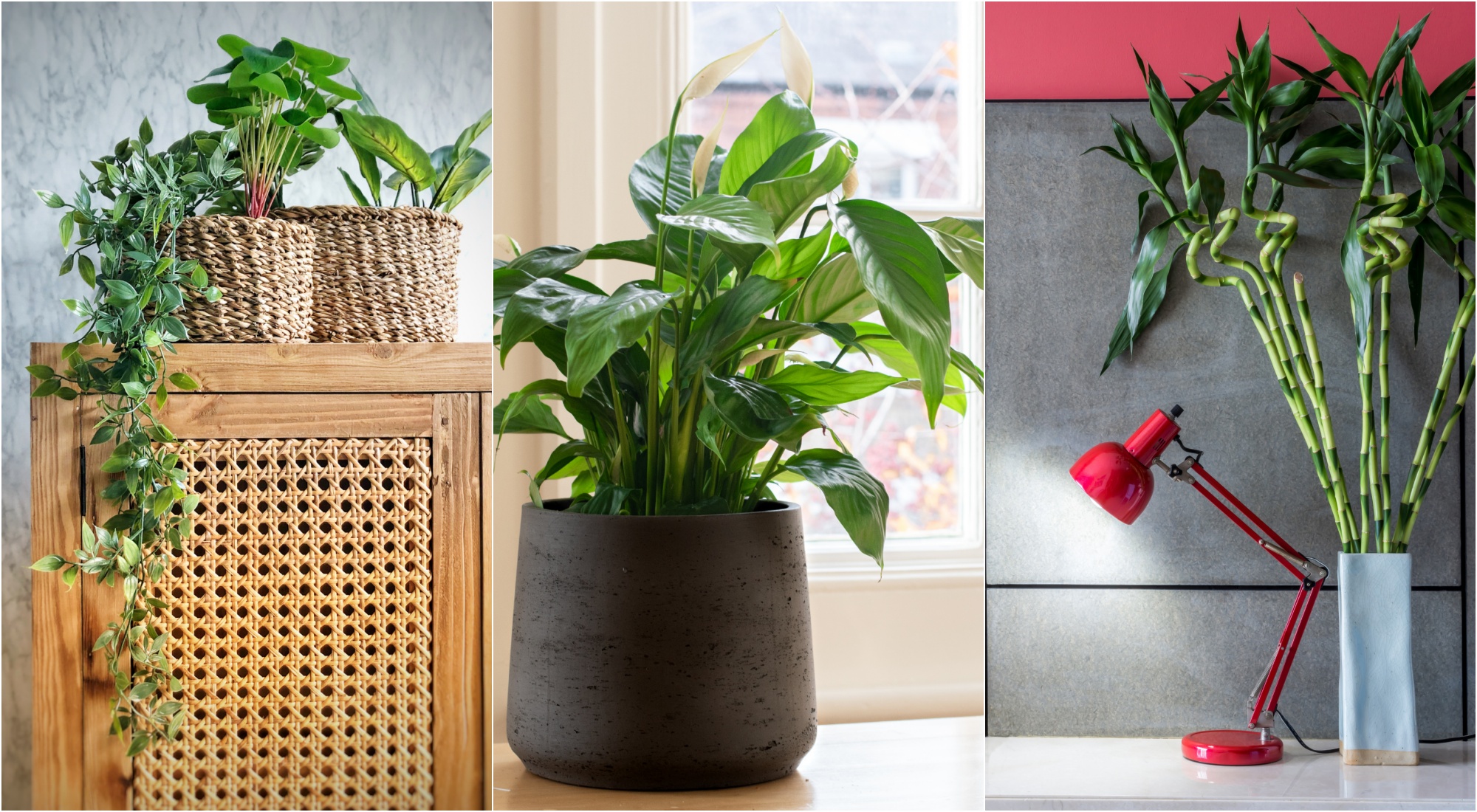 Expert Em Feng Shui Indica Plantas Para Trazer... | CLAUDIA