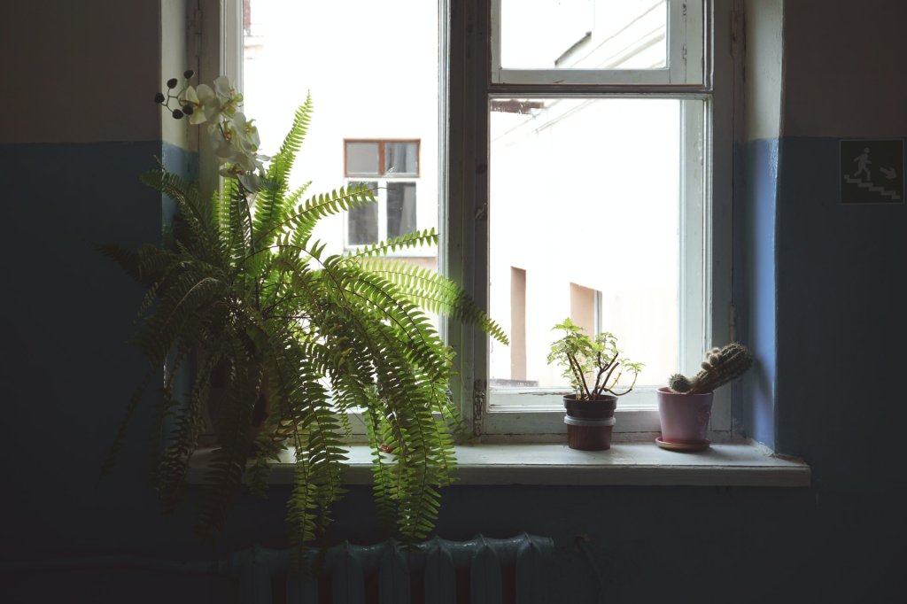 plantas para o quarto