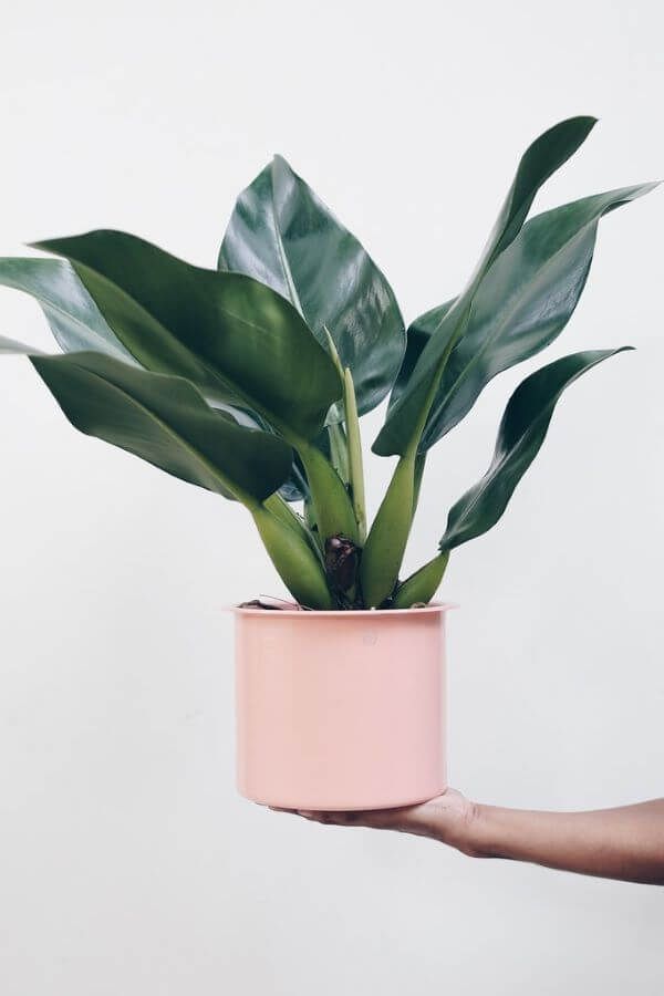 Pacová_ Como Cuidar, +44 Ambientes Decorados com Plantas plantas no outono