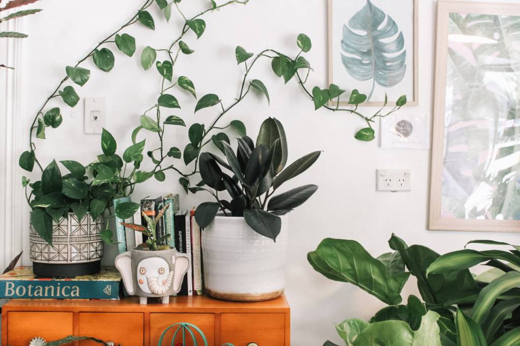 plantas-outono plantas no outono