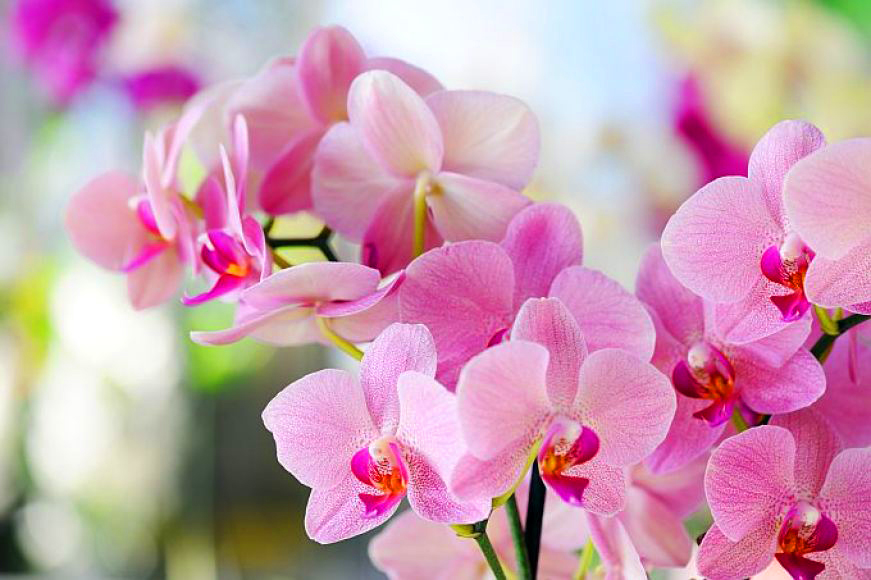 flores orquídeas cor de rosa - flores de outono