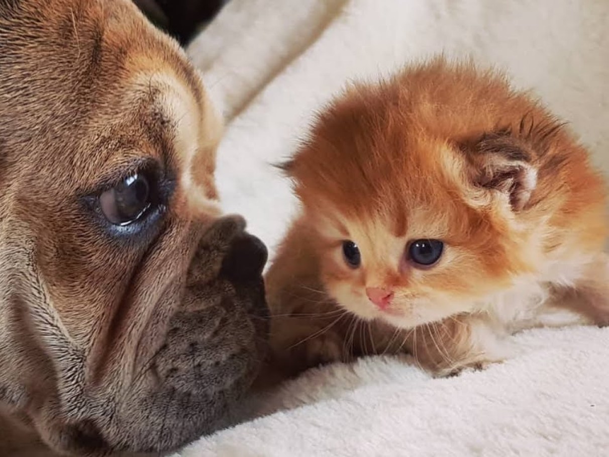 Cães e gatos: confira dicas infalíveis para se comunicar... | CLAUDIA