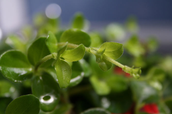 05-plantas-que-ficam-bem-em-uma-mesa-de-centro