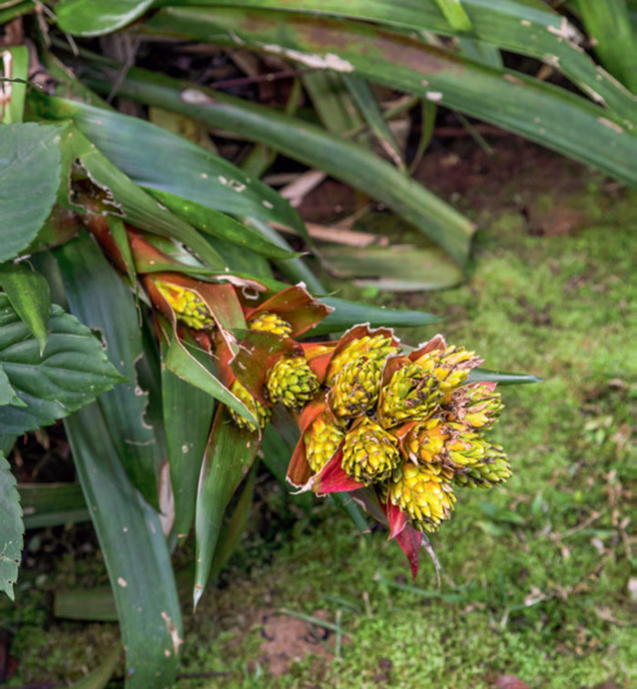 06-jardim-de-casa-no-litoral-e-de-tirar-o-folego