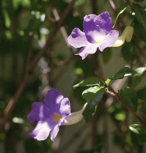 06-plantas-que-nao-precisam-de-muito-sol