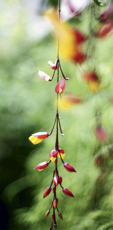 08-plantas-que-nao-precisam-de-muito-sol