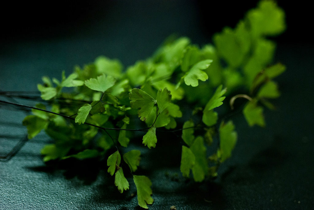 09-plantas-que-ficam-bem-em-uma-mesa-de-centro