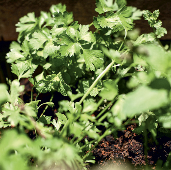 09-plantas-que-nao-precisam-de-muito-sol