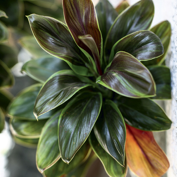10-plantas-que-nao-precisam-de-muito-sol