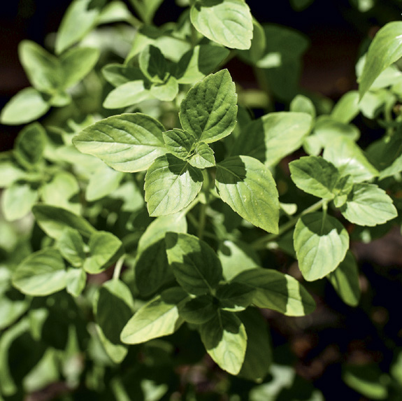 11-plantas-que-nao-precisam-de-muito-sol