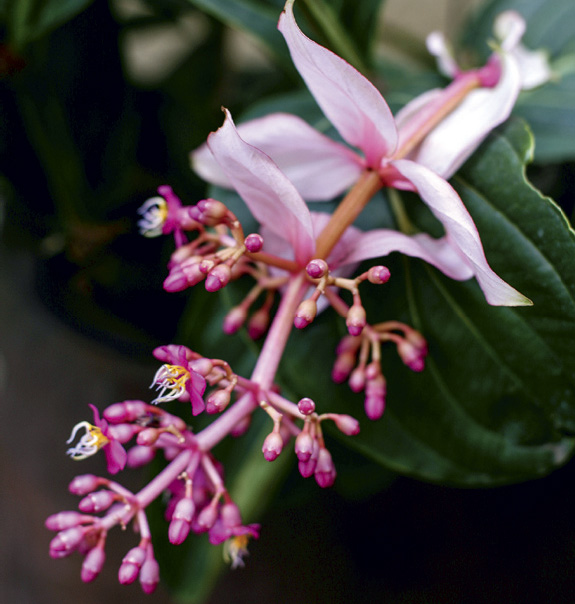 13-plantas-que-nao-precisam-de-muito-sol