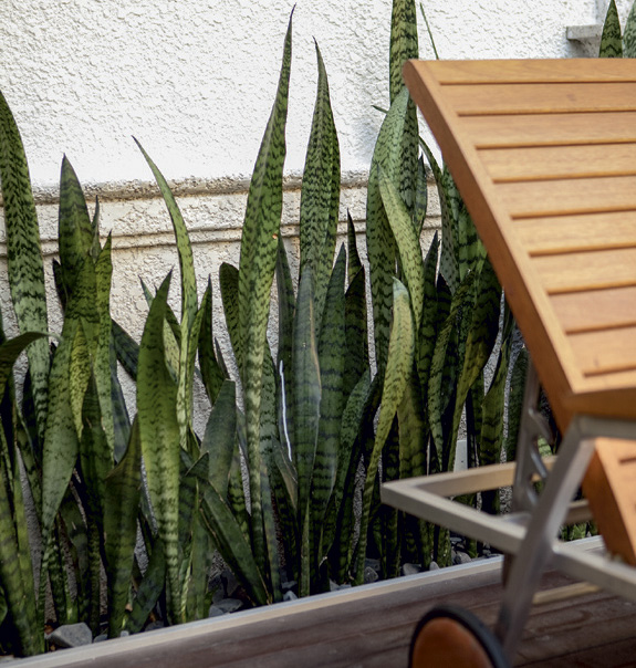 14-plantas-que-nao-precisam-de-muito-sol