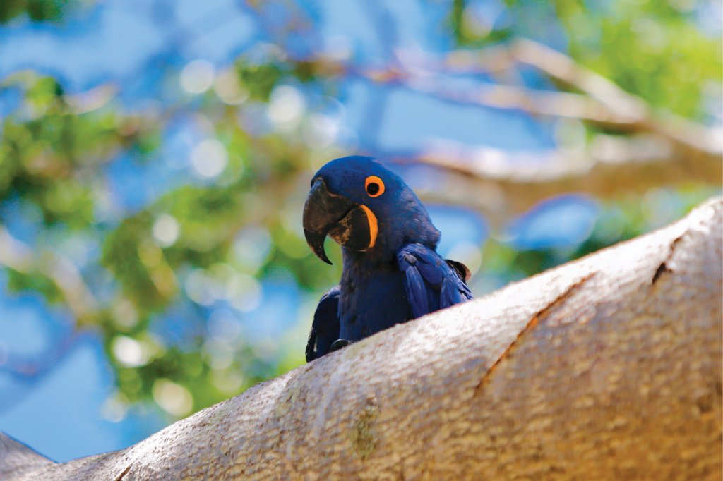 Arara azul no Pantanal