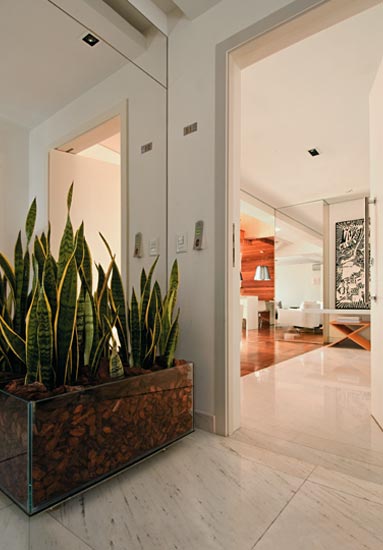 Com fama de espantar mau-olhado, a espada-de-são-jorge (Sansevieria trifasci…