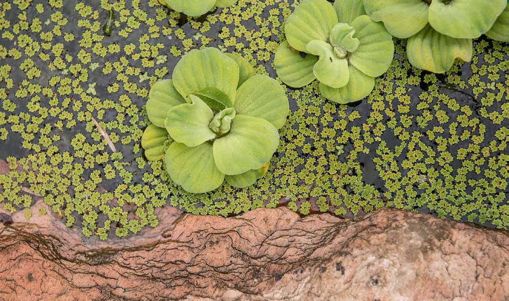 7entre-na-onda-das-piscinas-naturais