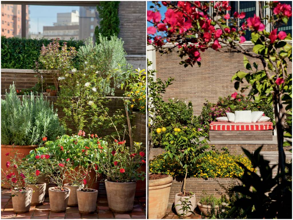 Jardim com pé de limão-siciliano e vasos com rosas