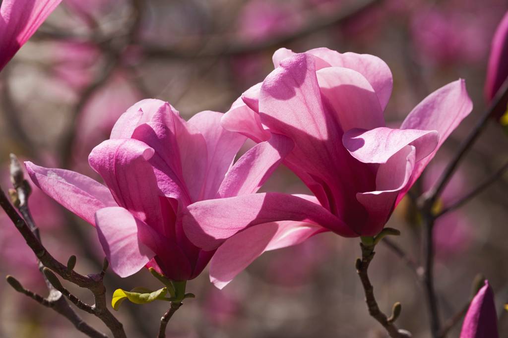 magnolia-flor-inverno