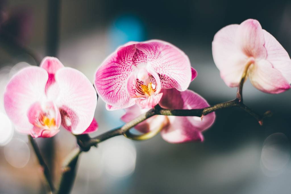 flores-precisam-pouca-agua