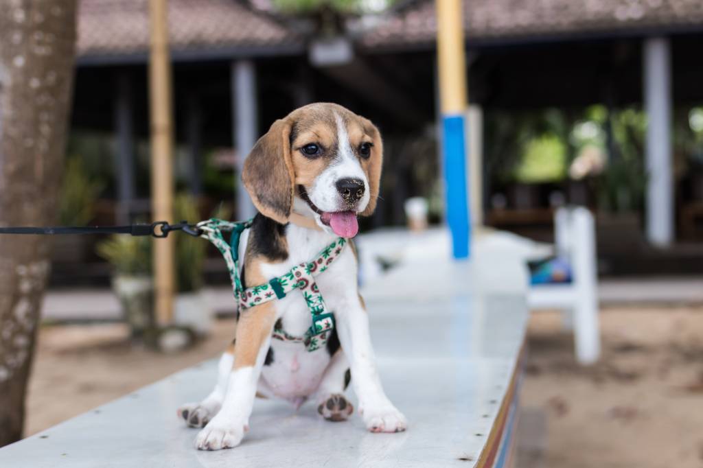 Cachorro da raça Beagle Cachorro da raça Beagle