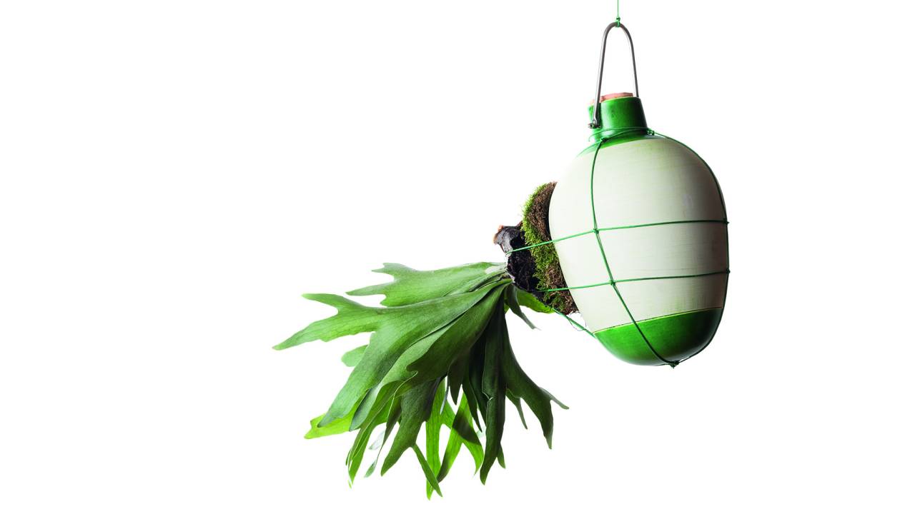 Vaso suspenso Epiphytes, do estúdio Dossofiorito.