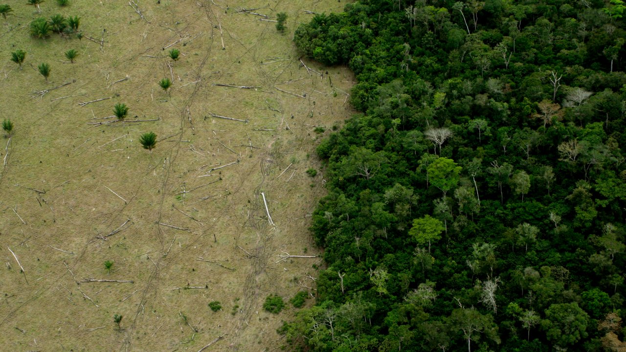 desmatamento no brasil - floresta amazônica