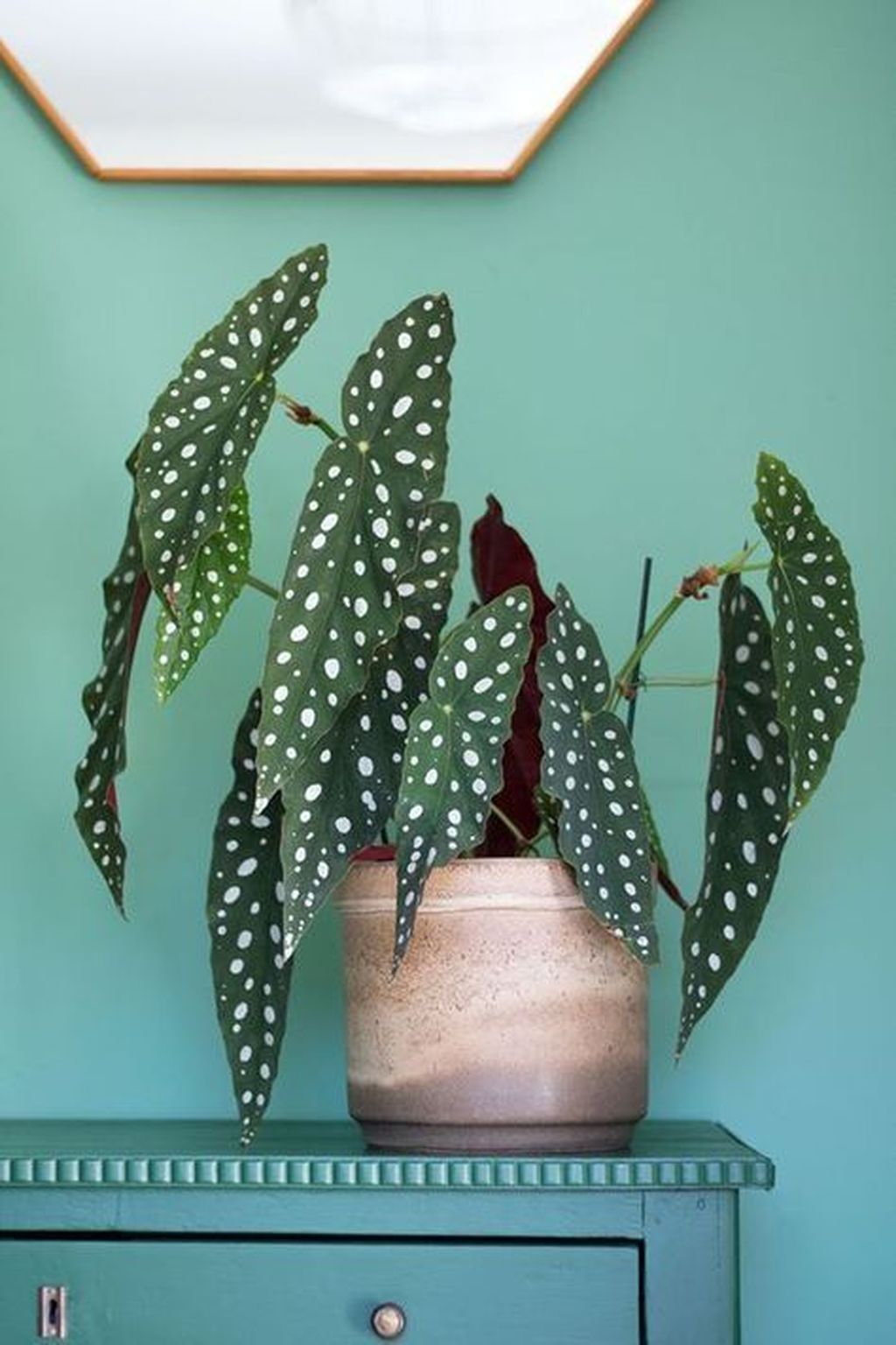 begônia maculata como cuidar