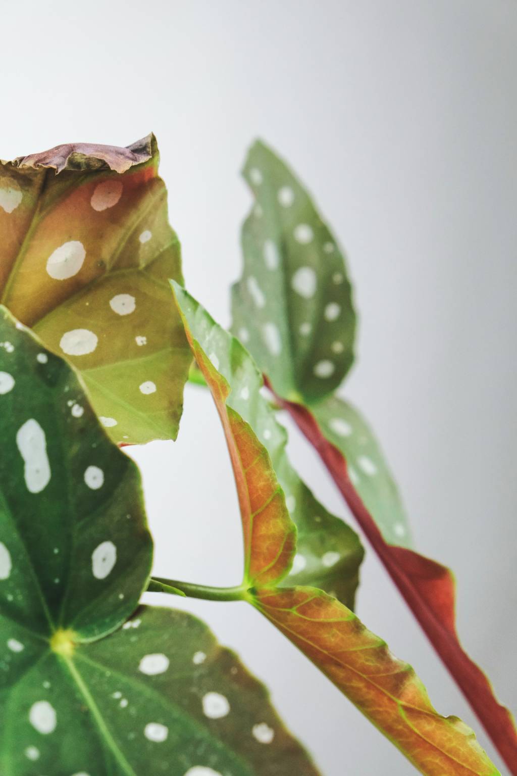 begonia-maculata begônia maculata como cuidar