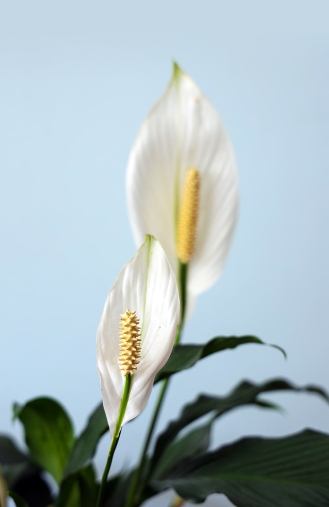 plantas-cristais-feng-shui2 feng shui com cristais e plantas