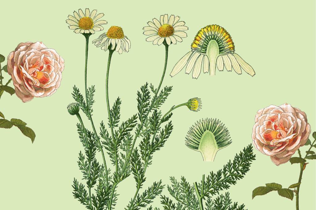 Rituais de descanso: relaxe com a ajuda das plantas