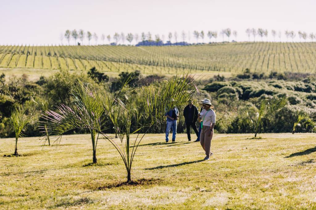 Cultivo da palmeira butiá na vinícola da Chandon, em Encruzilhada do Sul Cultivo da palmeira butiá na vinícola da Chandon, em Encruzilhada do Sul