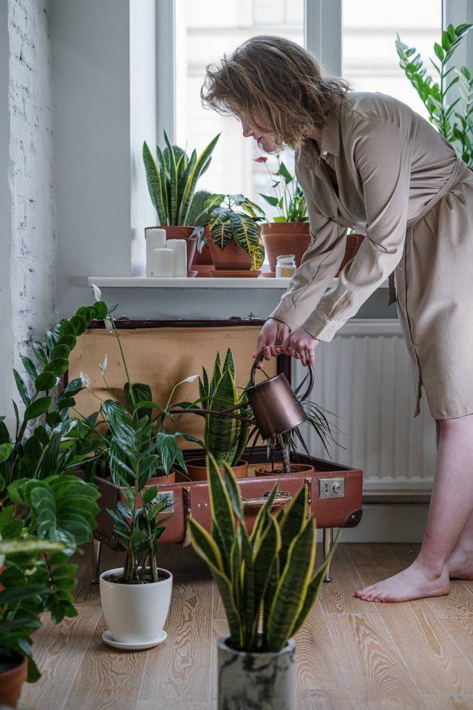 erros mais comuns no cultivo de plantas