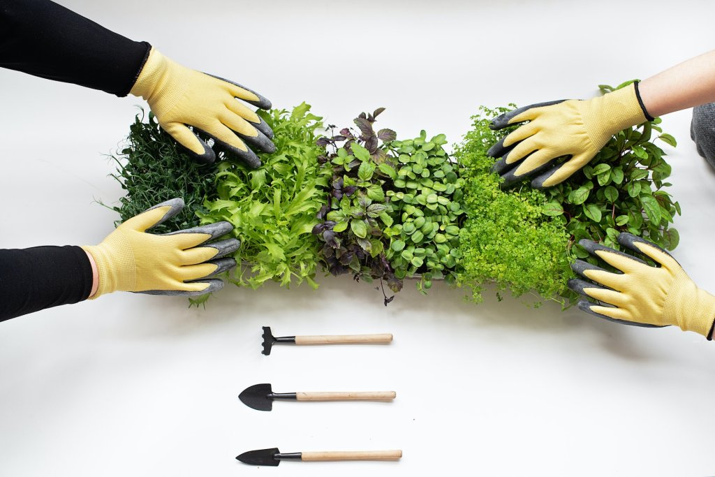 como plantar microverdes