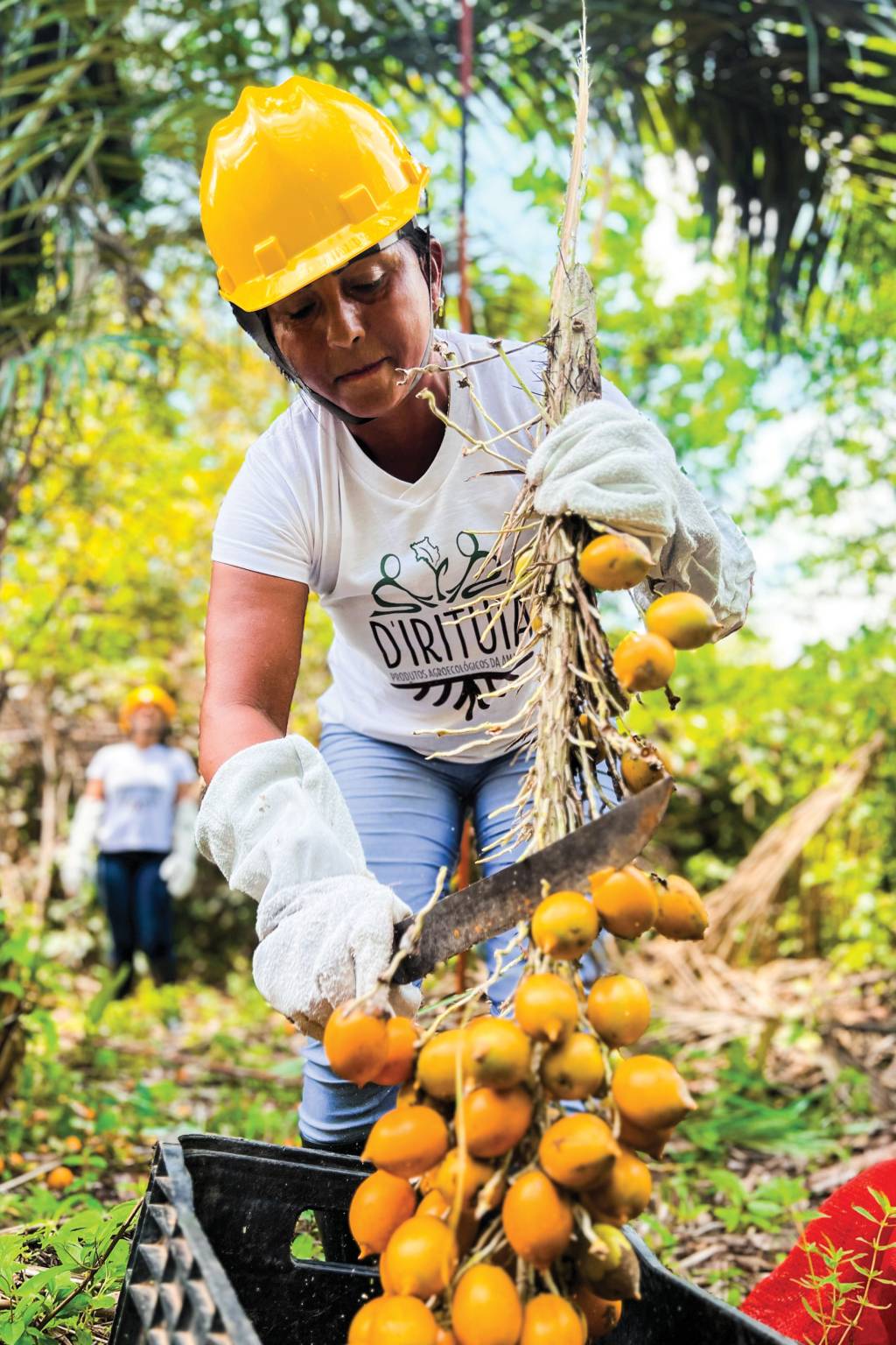 Dentro da matéria_vercatical3 extração sustentável do tucumã