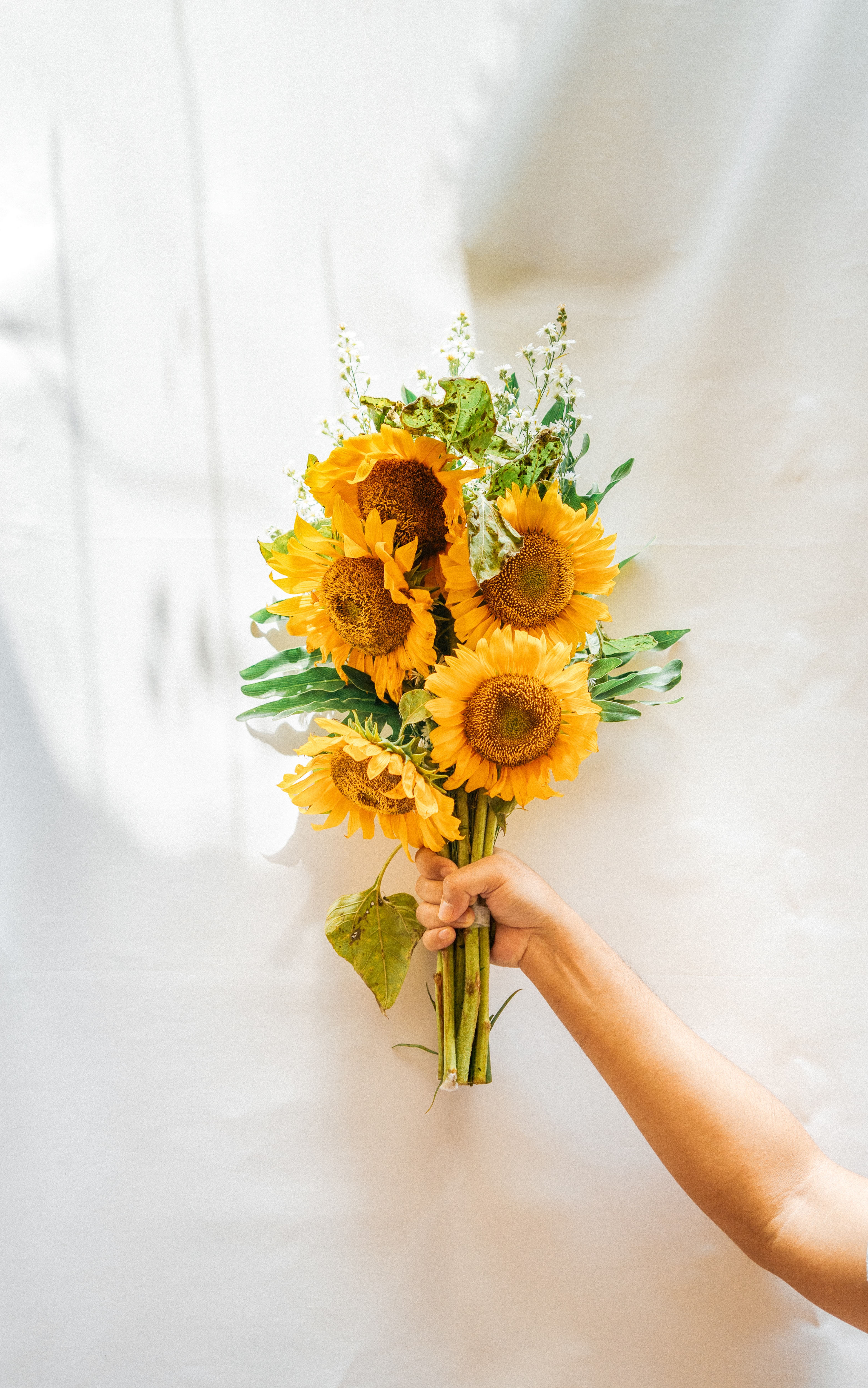 plants that bring luck - sunflower