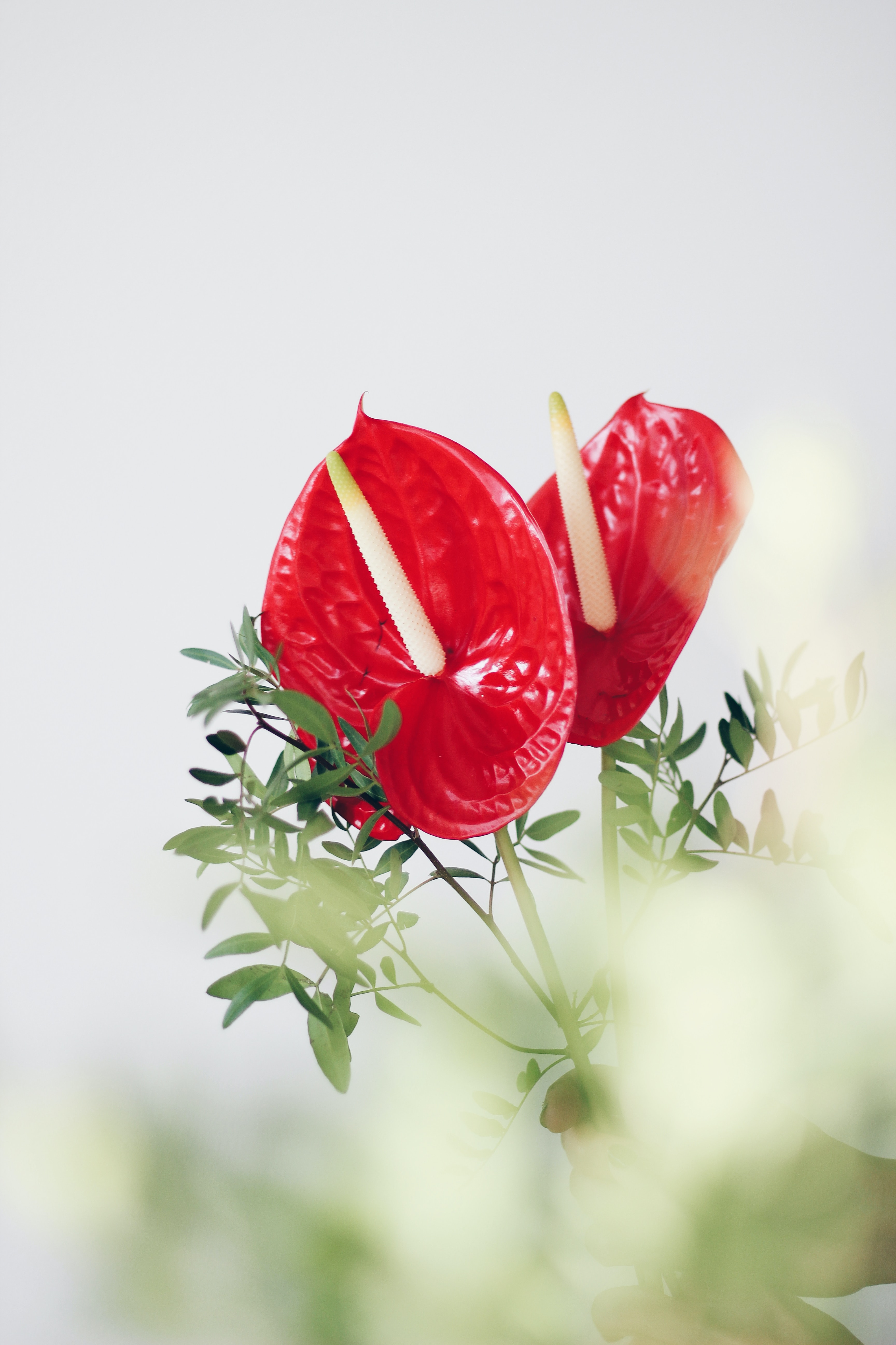 plants that bring luck - anthurium