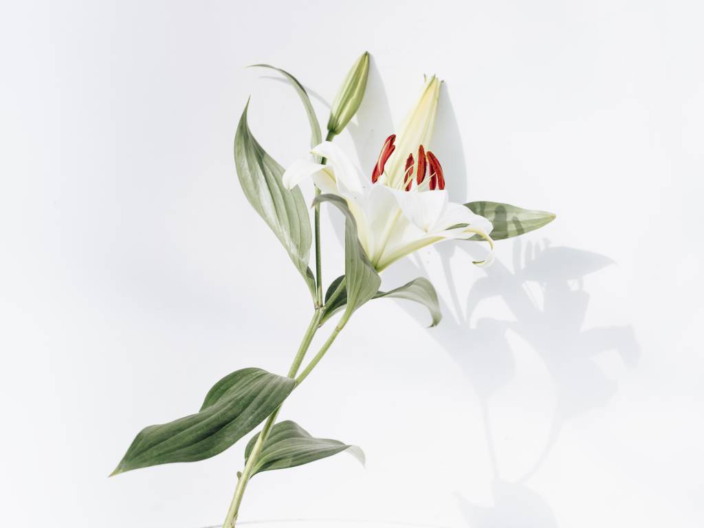 plantas-boas-energias-lirio-da-paz plantas que trazem sorte - lírio-da-paz