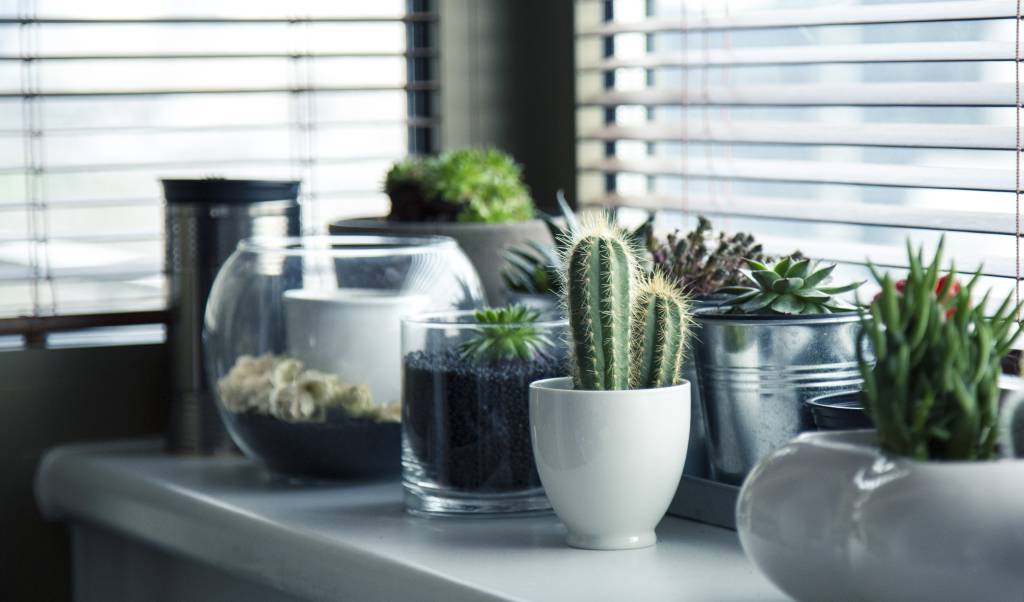 plantas-para-sala-cactos plantas para a sala: cactos