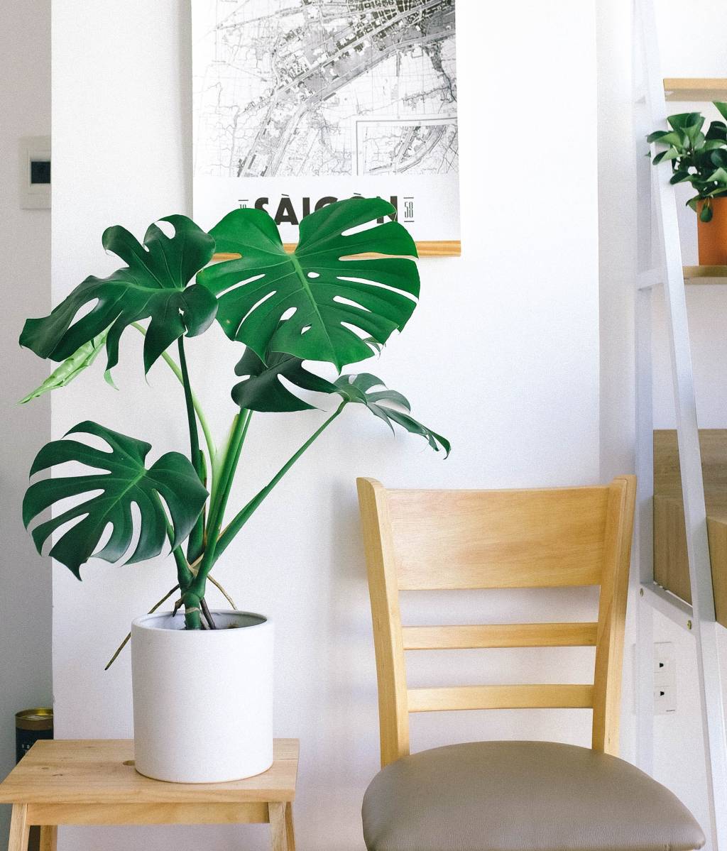 plantas-para-sala-costela-de-adao plantas para sala de estar - Costela-de-adão