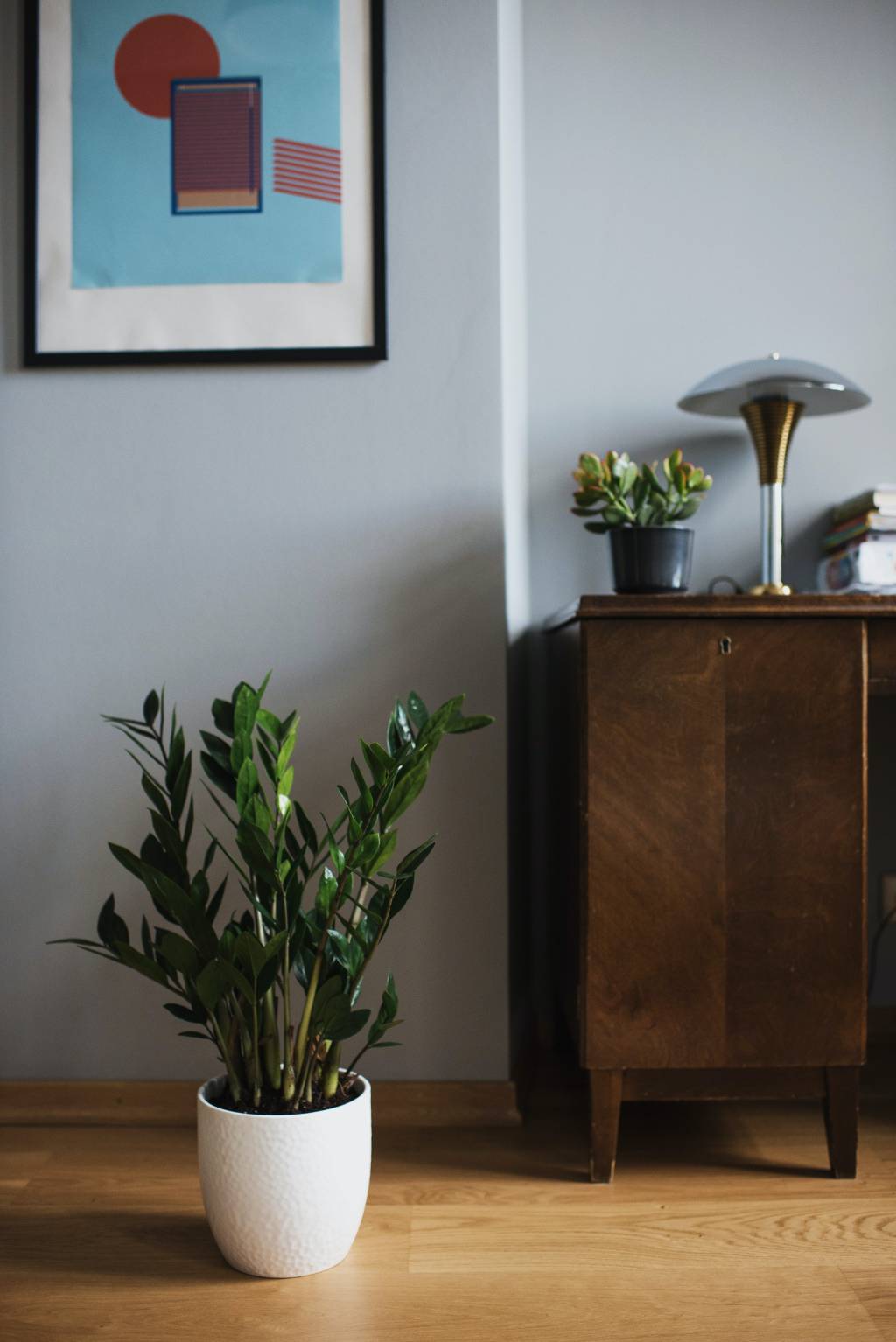 plantas-para-sala-zamioculca plantas para sala de estar - zamioculca