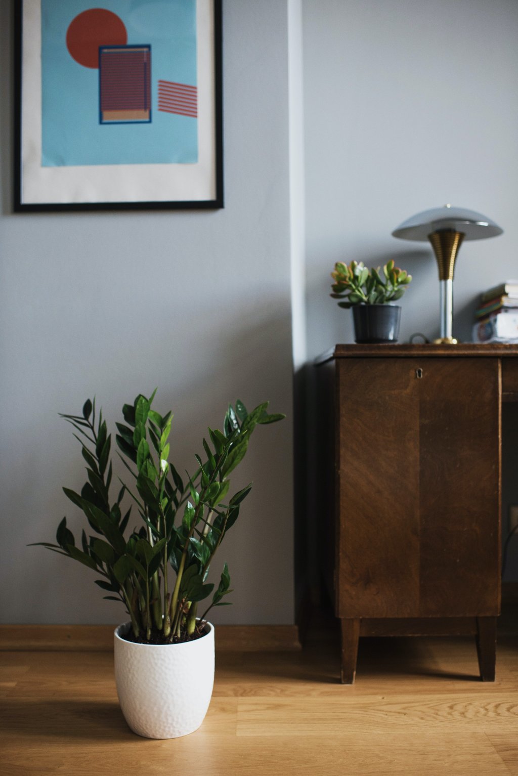 plantas para sala de estar - zamioculca