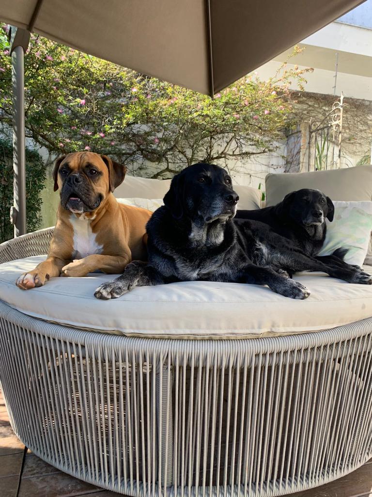 Minha vida com pets: benefícios de ter um animal de estimação