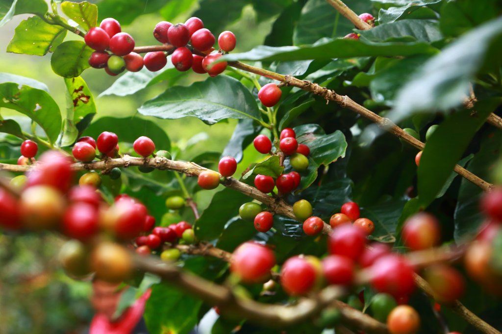 Entenda como funciona uma plantação de café sustentável.