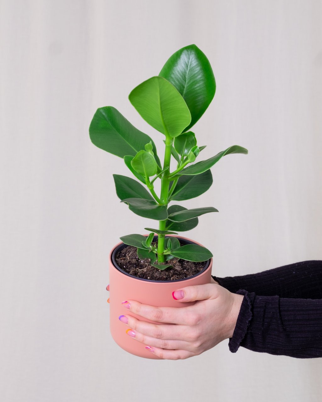 Como cultivar a planta clúsia