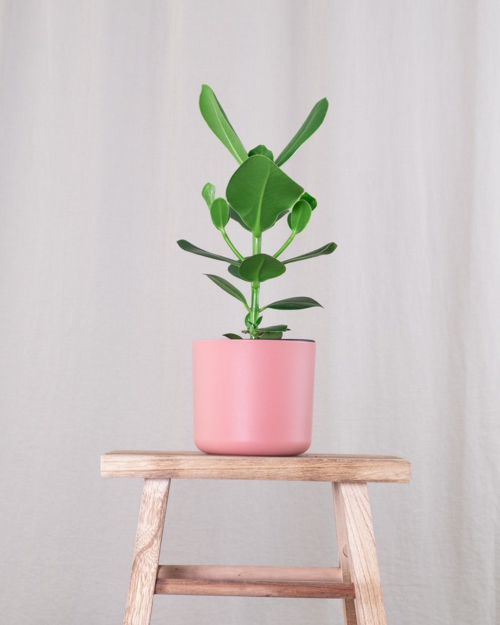 Vaso da planta clúsia Saiba como cultivar a planta clúsia