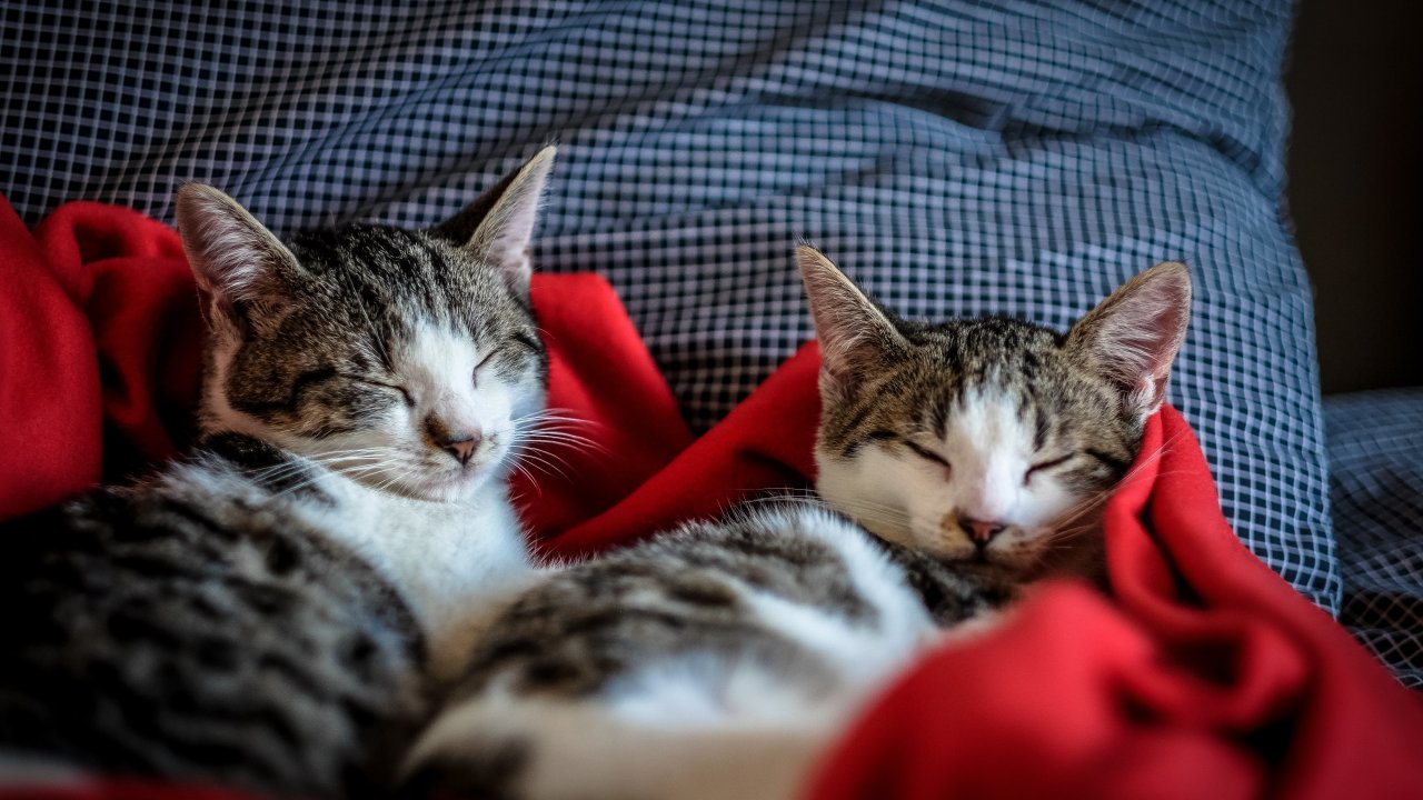Austrália planeja eutanásia em massa de gatos.